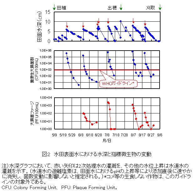 図2 水田表面水における水深と指標微生物の変動