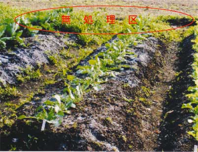 図3 スラリーマルチングによる雑草抑制