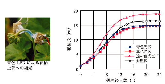 図1 ゼラニウムの花柄への補光(左)と処理開始後の花柄長の経日変化(右)