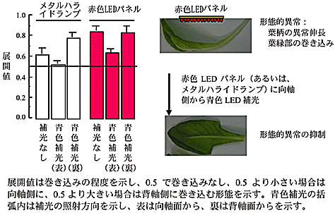 図2 青色LEDによる補光がサラダナの葉の展開値に及ぼす影響