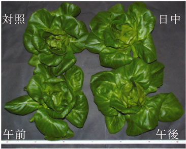 図2 各処理区のサラダナの生育状況