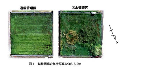 図1 試験圃場の航空写真