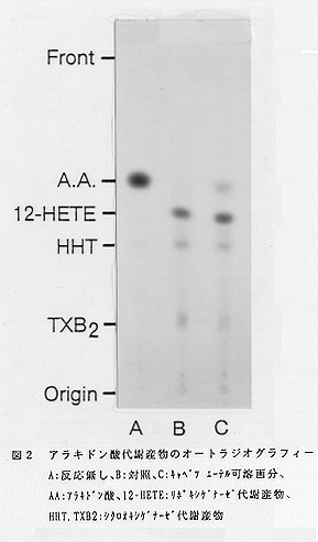 図2 アラキドン酸代謝産物のオートラジオグラフィー