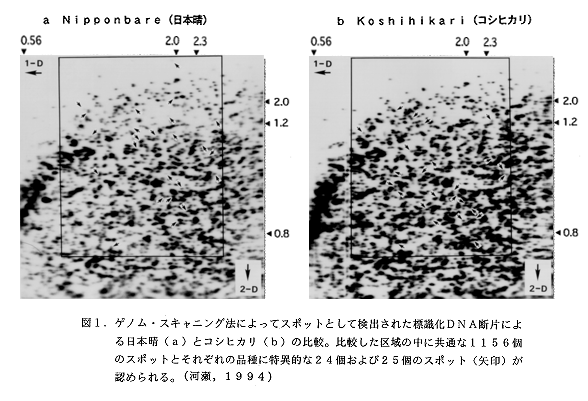 図1 ゲノム・スキャニング法によってスポットとして検出された標識化DNA断片による日本晴れとコシヒカリの比較