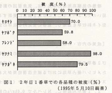 図1.2年目1番草での各品種の被度(%)