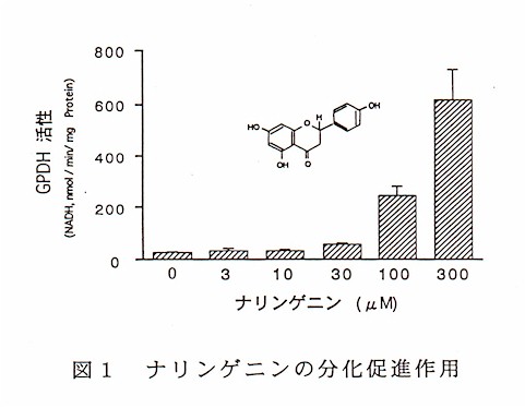 図1 ナリンゲニンの分化促進作用