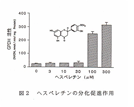 図2 ヘスペレチンの分化促進作用