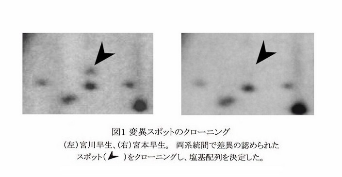 図1 変異スポットのクローニング