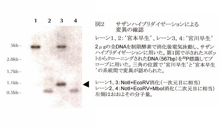 図2 サザンハイブリダイゼーションによる変異の確認