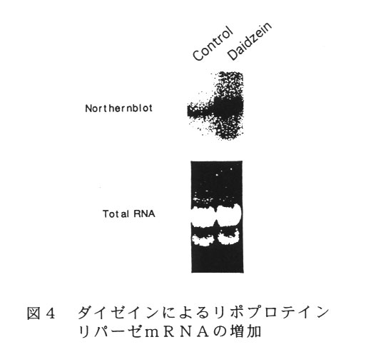 図4.ダイゼインによるリポプロテインリパーゼmRNAの増加