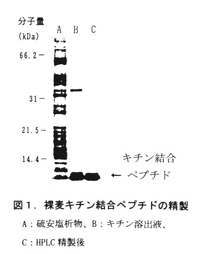 図1.裸麦キチン結合ペプチドの精製