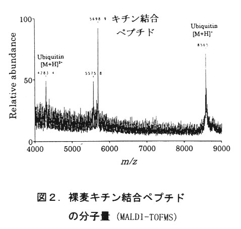 図2.裸麦キチン結合ペプチドの分子量