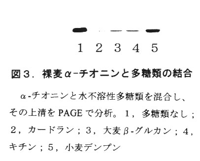 図3.裸麦α-チオニンと多糖類の結合