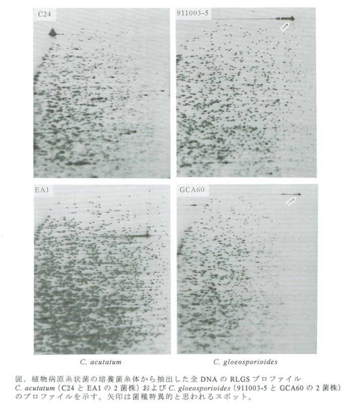 図.直物病原糸状菌の培養菌糸体から抽出した全DNAのRLGSプロファイルC. acutatum(C24とEA1の2菌株)およびC.gloeosporioides(911003-5とGCA60の2菌株)のプロファイルを示す。