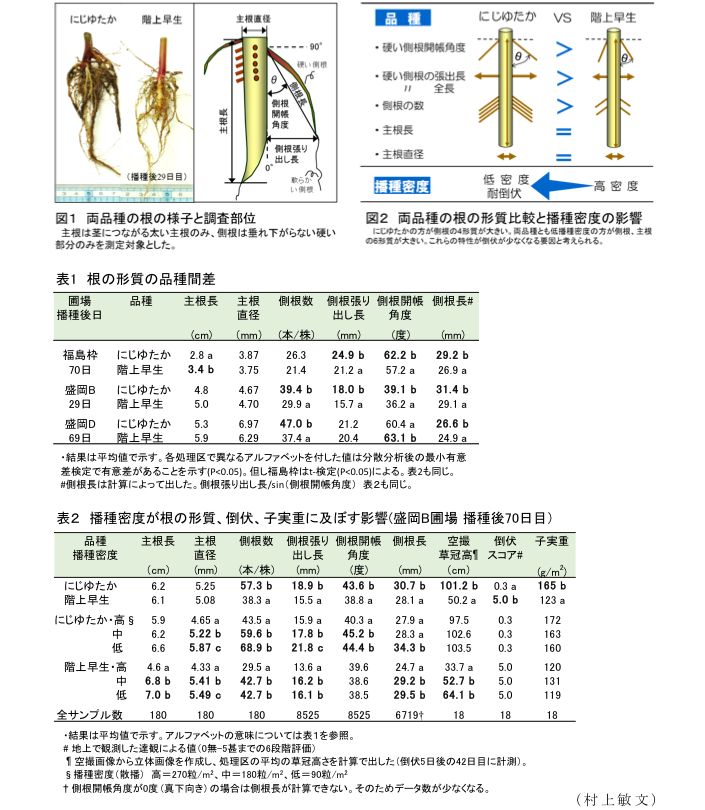 図1 両品種の根の様子と調査部位?図2 両品種の根の形質比較と播種密度の影響?表1 根の形質の品種間差?表2 播種密度が根の形質、倒伏、子実重に及ぼす影響(盛岡B圃場 播種後70日目)