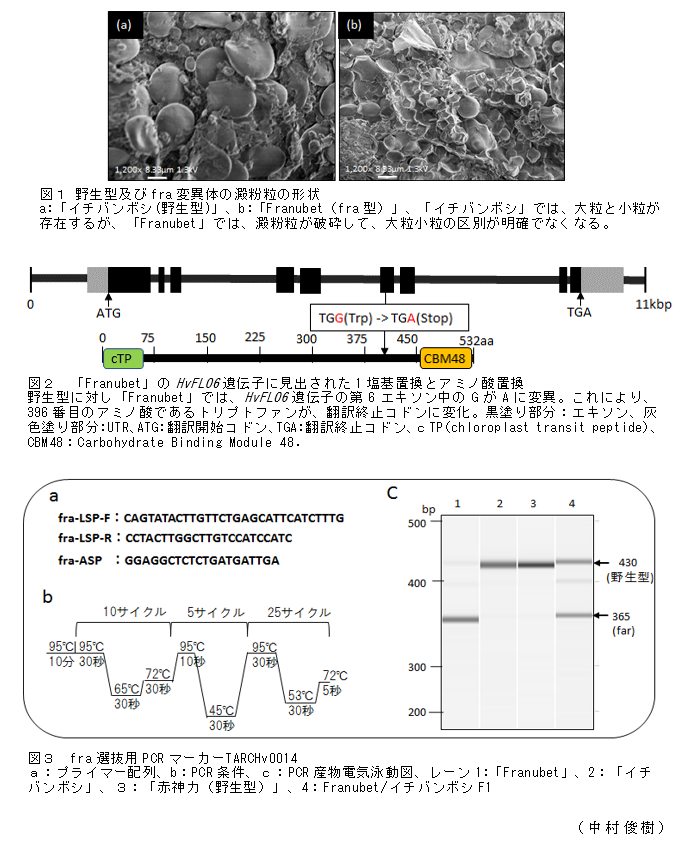 図1 野生型及びfra変異体の澱粉粒の形状;図2 「Franubet」のHvFLO6遺伝子に見出された1塩基置換とアミノ酸置換;図3 fra選抜用PCRマーカーTARCHv0014