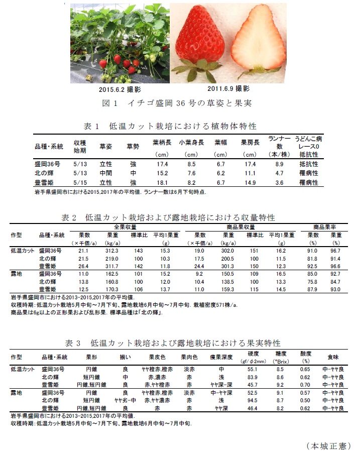 図1 イチゴ盛岡36号の草姿と果実;表1 低温カット栽培における植物体特性;表2 低温カット栽培および露地栽培における収量特性;表3 低温カット栽培および露地栽培における果実特性