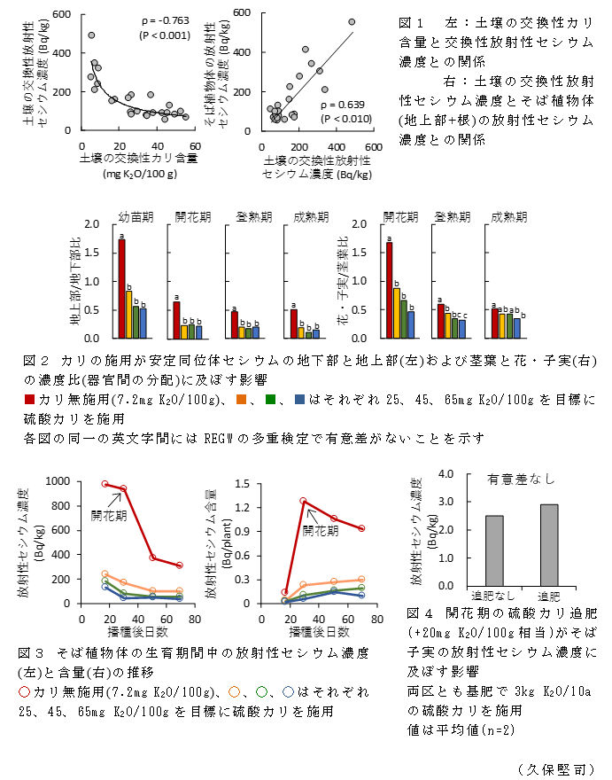 図1 左:土壌の交換性カリ含量と交換性放射性セシウム濃度との関係。右:土壌の交換性放射性セシウム濃度とそば植物体(地上部+根)の放射性セシウム濃度との関係;図2 カリの施用が安定同位体セシウムの地下部と地上部(左)および茎葉と花・子実(右)の濃度比(器官間の分配)に及ぼす影響;図3 そば植物体の生育期間中の放射性セシウム濃度(左)と含量(右)の推移;図4 開花期の硫酸カリ追肥(+20mg K2O/100g相当)がそば子実の放射性セシウム濃度に及ぼす影響