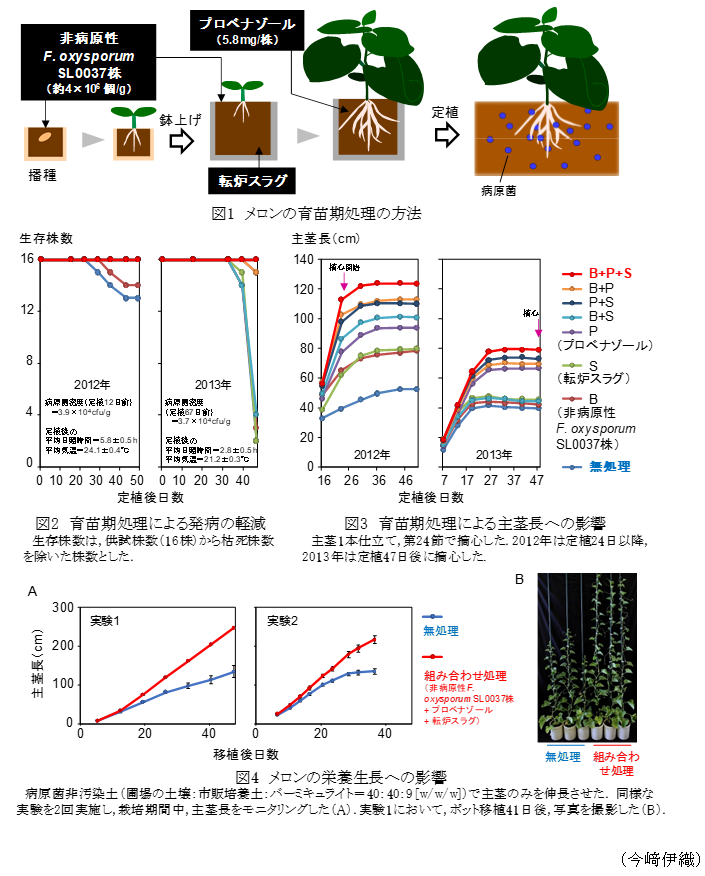 図1 メロンの育苗期処理の方法,図2 育苗期処理による発病の経験,図3 育苗期処理による主茎長への影響,図4 メロンの栄養成長への影響