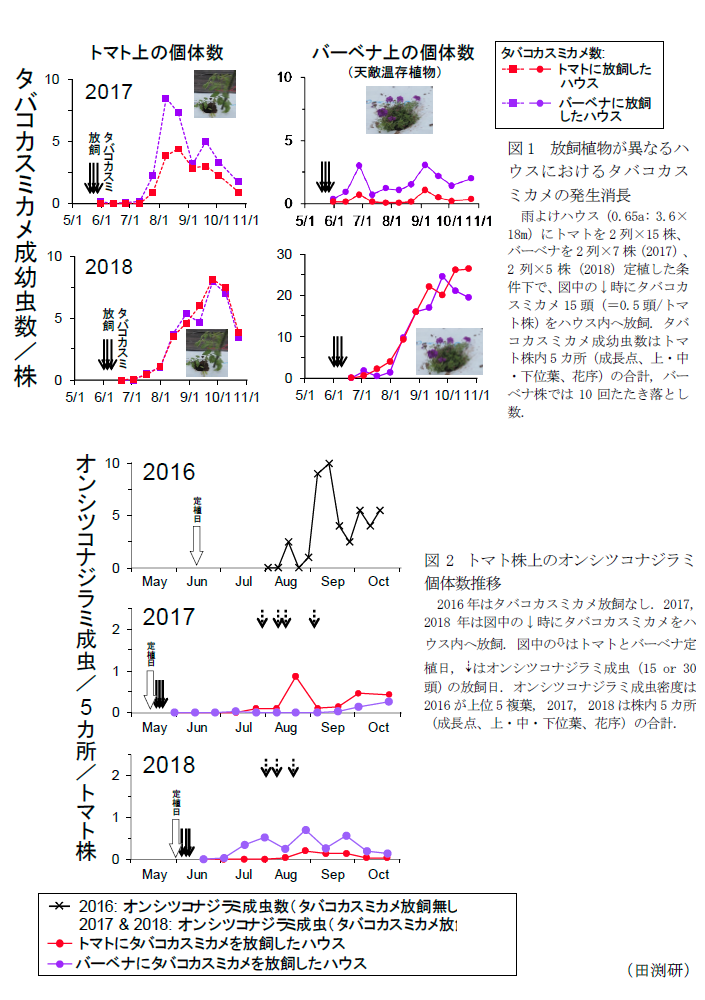 図1 放飼植物が異なるハウスにおけるタバコカスミカメの発生消長,図2 トマト株上のオンシツコナジラミ個体数推移