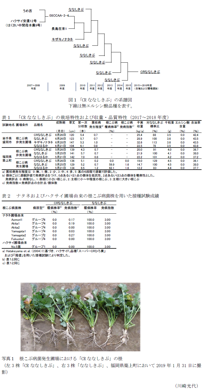 図1「CRななしきぶ」の系譜図 下線は無エルシン酸品種を表す。,表1 「CRななしきぶ」の栽培特性および収量・品質特性(2017～2018年度),表2 ナタネおよびハクサイ圃場由来の根こぶ病菌株を用いた接種試験成績,写真1 根こぶ病菌発生圃場における「CRななしきぶ」の根 (左3株「CRななしきぶ」、右3株「ななしきぶ」、福岡県築上町において2019年1月31日に撮影)