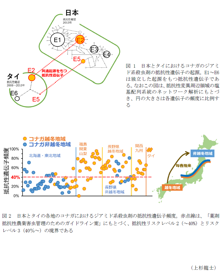 図1 日本とタイにおけるコナガのジアミド系殺虫剤の抵抗性遺伝子の起源。,図2 日本とタイの各地のコナガにおけるジアミド系殺虫剤の抵抗性遺伝子頻度。
