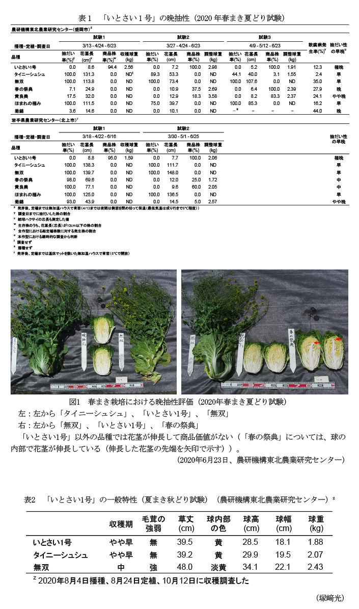 表1 「いとさい1号」の晩抽性(2020年春まき夏どり試験),図1 春まき栽培における晩抽性評価(2020年春まき夏どり試験),表2 「いとさい1号」の一般特性(夏まき秋どり試験)(農研機構東北農業研究センター)