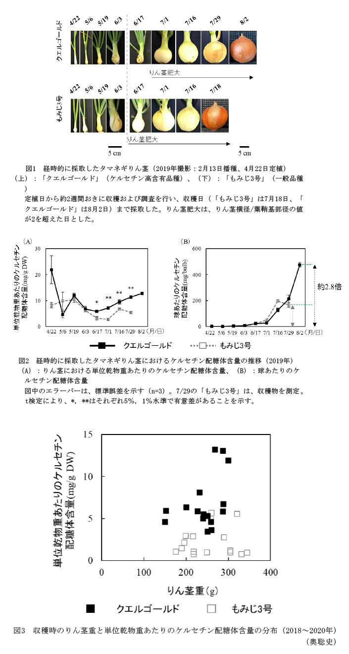 図1 経時的に採取したタマネギりん茎(2019年撮影:2月13日播種、4月22日定植),図2 経時的に採取したタマネギりん茎におけるケルセチン配糖体含量の推移(2019年),図3 収穫時のりん茎重と単位乾物重あたりのケルセチン配糖体含量の分布(2018～2020年)