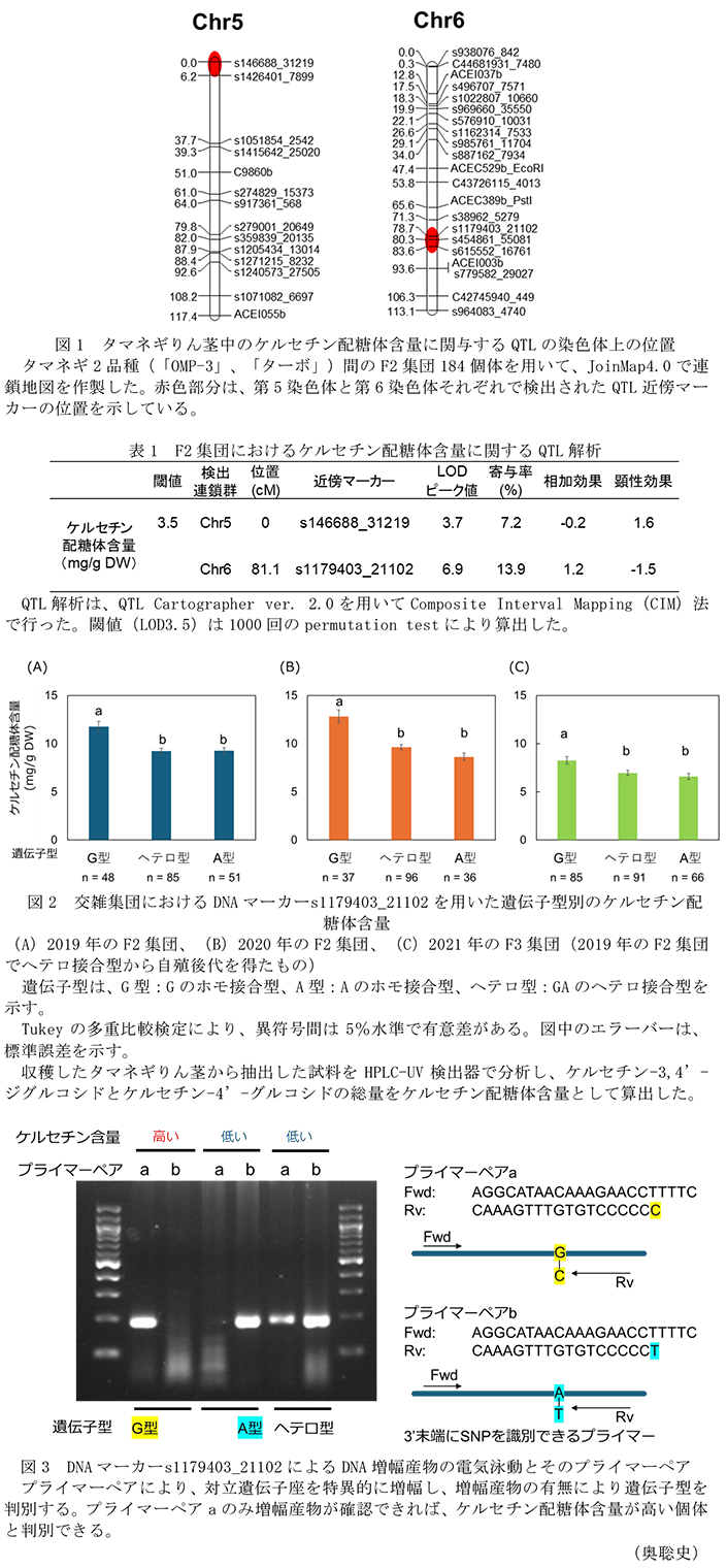 図1 タマネギりん茎中のケルセチン配糖体含量に関与するQTLの染色体上の位置,表1 F2集団におけるケルセチン配糖体含量に関するQTL解析,図2 交雑集団におけるDNAマーカーs1179403_21102を用いた遺伝子型別のケルセチン配糖体含量,図3 DNAマーカーs1179403_21102によるDNA増幅産物の電気泳動とそのプライマーペア