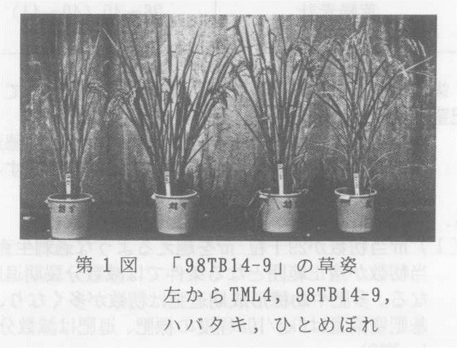 図1.「98TB14-9]の草姿