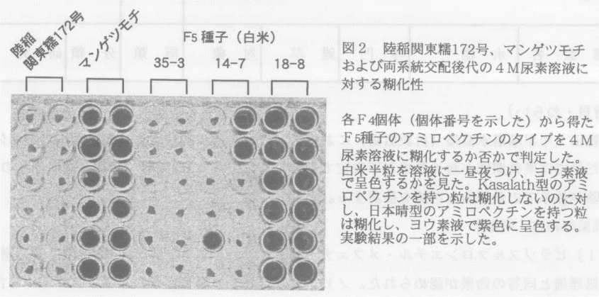 図2.陸稲関東糯172号、マンゲツモチおよび両系統交配後退の4M尿素溶液に対する糊化性