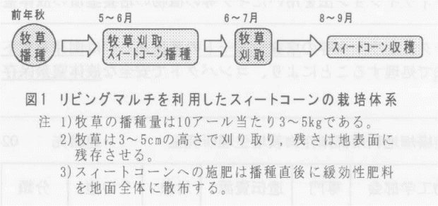 図1.リビングマルチを利用したスィートコーンの栽培体系