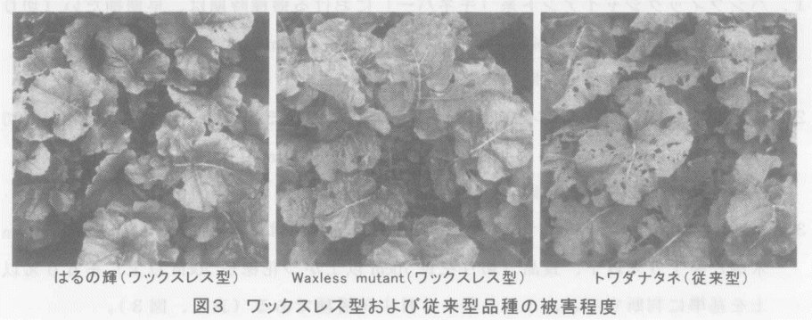 図3.ワックスレス型および従来型品種の被害程度