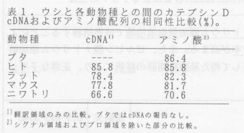 表1.ウシと各動物種との間のカテプシンD cDNAおよびアミノ酸配列の相同性比較。
