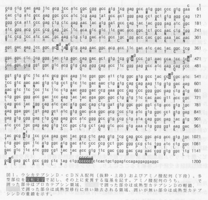 図1.ウシカテプシンD・cDNA配列(抜粋・上段)およびアミノ酸配列(下段)。