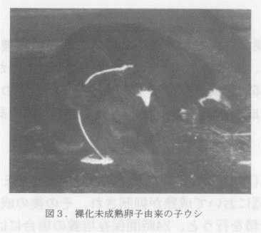 図3.裸化未成熟卵子由来の子ウシ