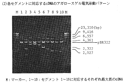 図1. 各セグメントに対応するcDNAのアガロースゲル電気泳動パターン