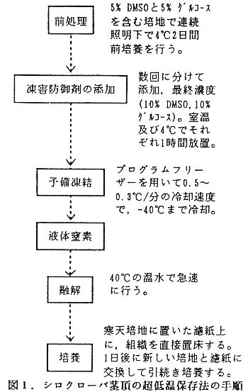 図1.シロクローバ茎頂の超低温保存法の手順