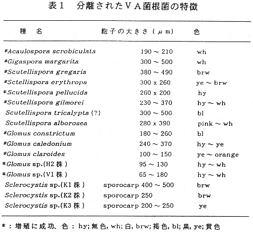 表1 分離されたVA菌根菌の特徴