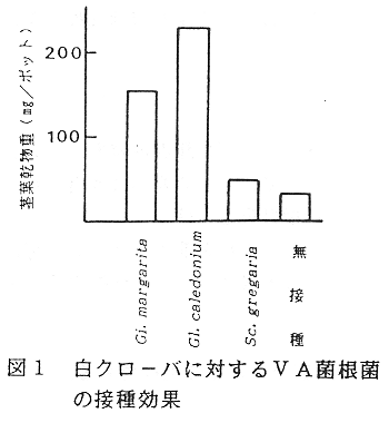 図1 白クローバに対するVA菌根菌の接種効果