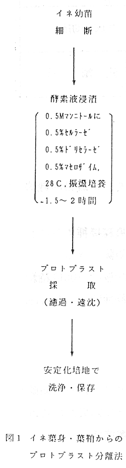 図1 イネ葉身・葉鞘からのプロトプラスト分離法