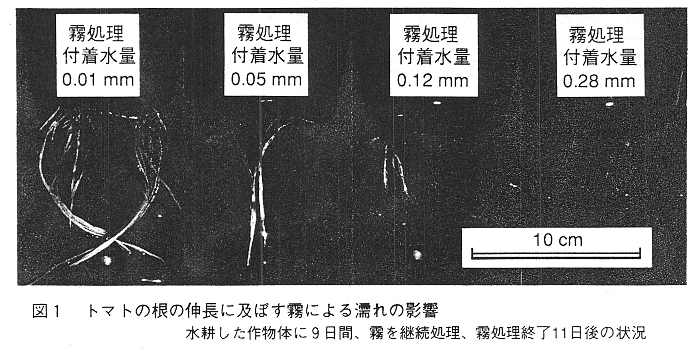 図1 トマトの根の生長に及ぼす霧による濡れの影響