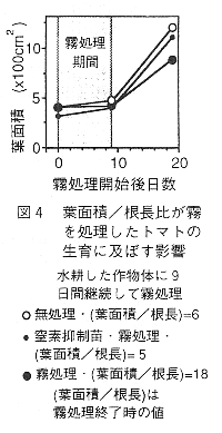 図4 葉面積/根長比が霧を処理したトマトの生育に及ぼす影響