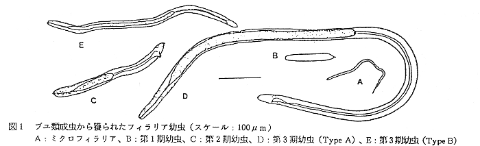図1 ブユ類成虫から獲られたフィラリア幼虫