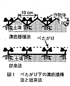 図1.べたがけ下の溝底播種法と従来法