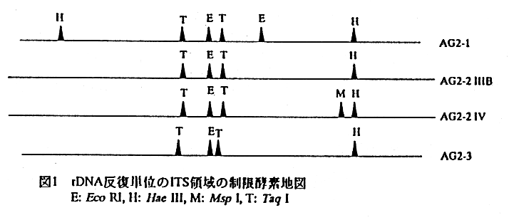 図1.rDNA反復単位のITS領域の制限酵素地図