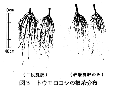 図3.トウモロコシの根系分布