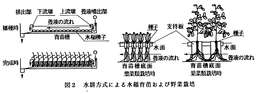 図2.水耕方式による水稲育苗および野菜栽培