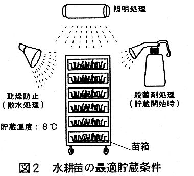 図2.水耕苗の最適貯蔵条件