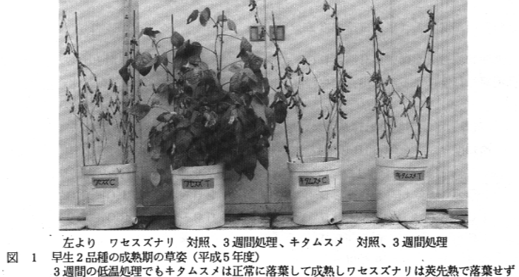 写真.早生2品種の成熟期の草姿